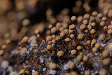 変形菌　マルナシアミホコリ