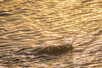 Seals at the coast of Iceland