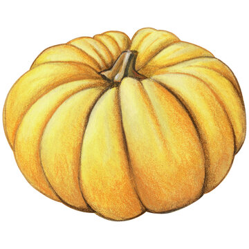 Watercolor hand drawn realistic pumpkin