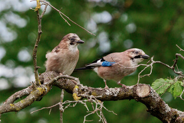 Eurasian jay - chick and adult