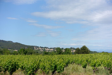 Fototapeta na wymiar Paysage de vignes et du village