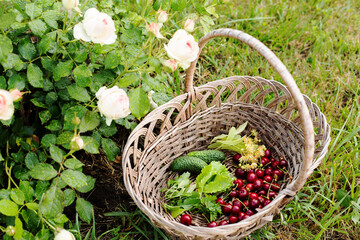 Summer harvest of homemade fruits and vegetables, harvest in a basket
