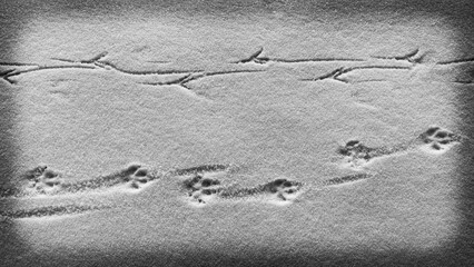 Spuren im Schnee in schwarz-weiß - obrazy, fototapety, plakaty