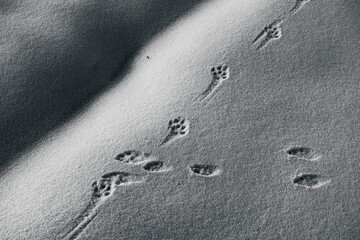 Spuren von Waldtieren im Schnee - obrazy, fototapety, plakaty