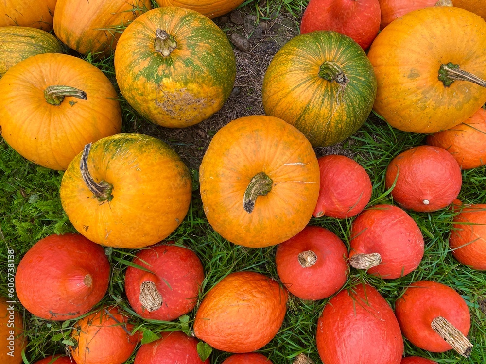 Wall mural Ripe, plucked multi-colored pumpkins trimming the lawn.