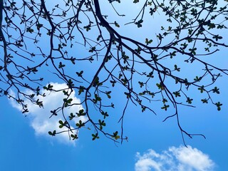 View through the branches of a tree to the empty blue sky.