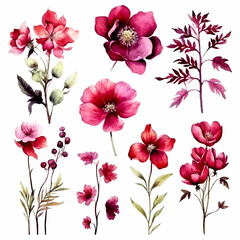 Set of burgundy floral watecolor. burgundy flower, flwers and leaves. Floral poster, invitation floral. Vector arrangements for greeting card or invitation design	