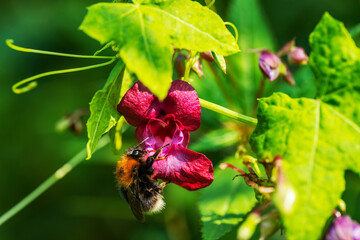 A bumblebee on a pink flower collects nectar.