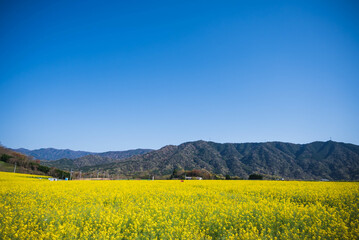 Fototapeta premium 菜の花畑の風景