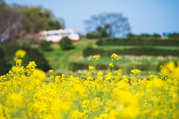 Foto op Canvas 菜の花畑の風景 © Tsukasuke