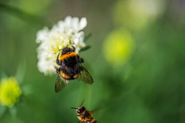 A bumblebee sits on a white flower and collects nectar and a bee flies towards it.