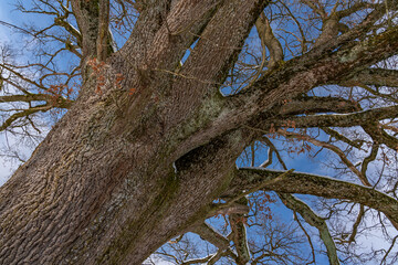 Baumstamm vor blauem Wolkenhimmel