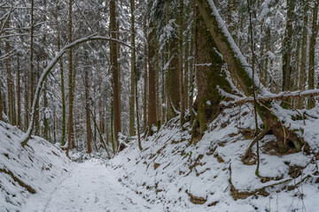 Idyllische Waldlandschaft im Winter
