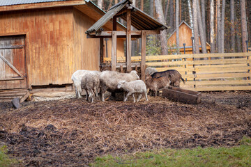 White curly sheep and goats behind a wooden paddock in the countryside. Animals sheep and goats eat hay from the feeder. Sheep breeding. Housekeeping.