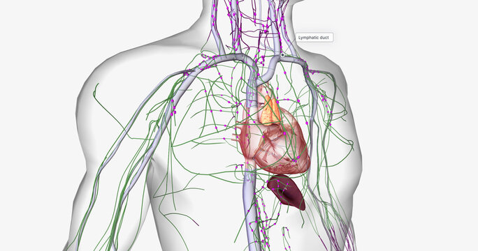 The lymphatic system is part of the immune and circulatory systems.
