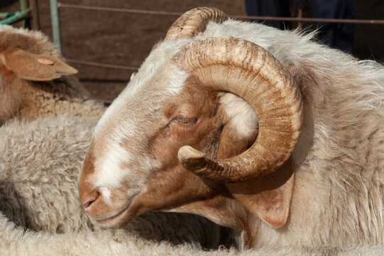 Un carnero con su cornamenta en el establo.