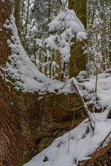 Wurzelstock im Schnee