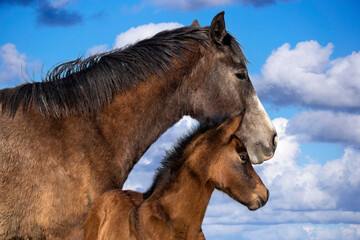 Foal and mother Spanish horses