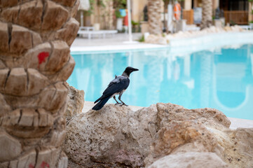 crow on the pool, resort, wildlife 