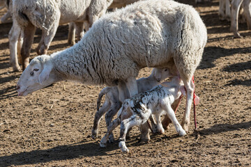 sheep and newborn lambs sucking their first milk