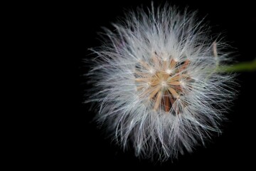 Macro shot of a dandelion flower isolated on a blackbackground