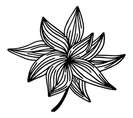Tropical leaves in doodle style. Vector black line design element. 