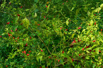 Close up photo of red chilies that are still on the tree are ready to be harvested, very spicy and used for various dishes. Concept for agriculture, spice, urban farming, home gardening, industry.