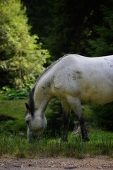 Vertical shot of a white horse grazing grass in the field