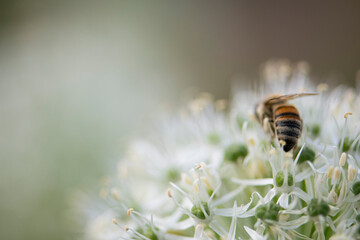 Allium flower and bee