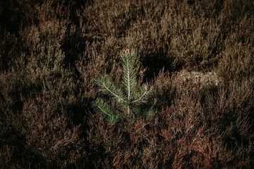Beautiful view of a spruce leaf