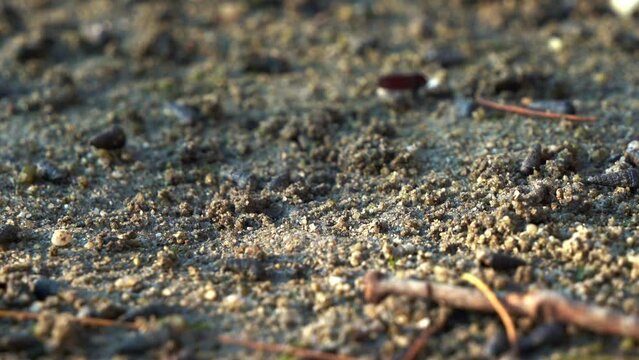Male sand fiddler crab, sensing the surroundings, attuned to potential threats, promptly and swiftly retreats into the safety of its burrow in its natural habitat on a sandflat, close up shot.