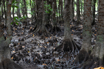 マングローブの原生林