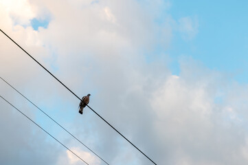 Dove sitting on power line. Pigeon sits on a power line.