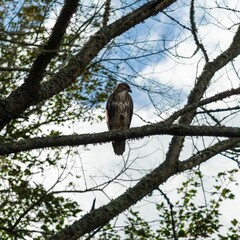 Common buzzard bird perched on a tree branch in Truro, Cornwall.