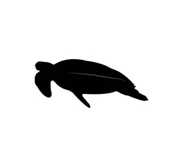 Turtle silhouette on white background