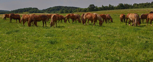 A beautiful brown horse grazes on a flowering sunny meadow in a field along with a herd of horses.