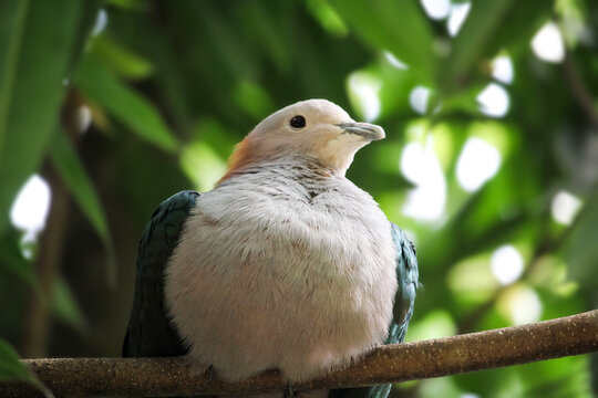 Green Imperial Pigeon perched on the tree branch. Ducula aenea.