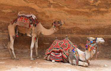 jordania petra ciudad perdida nabateo desfiladero rosa esculpida en la roca camello  4M0A0948-as23