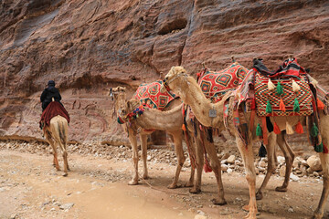jordania petra ciudad perdida nabateo desfiladero rosa esculpida en la roca camello  4M0A0964-as23