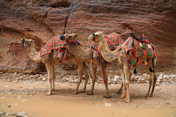 jordania petra ciudad perdida nabateo desfiladero rosa camellos esculpida en la roca 4M0A1967-as23
