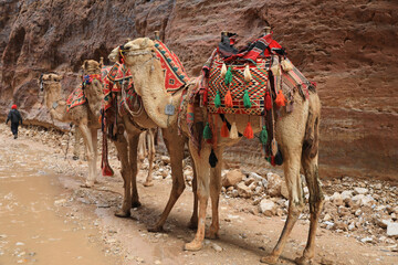 jordania petra ciudad perdida nabateo desfiladero rosa camellos esculpida en la roca 4M0A1952-as23
