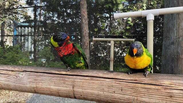 Two rainbow lorikeets (trichoglossus moluccanus) at the zoo