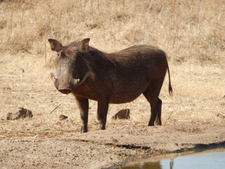 Common warthog grazing by a watering hole