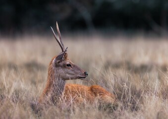 Deer lying in grassland