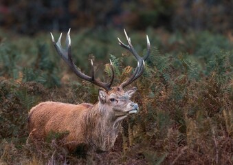 Deer standing in field