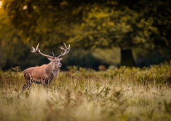 Deer standing in field
