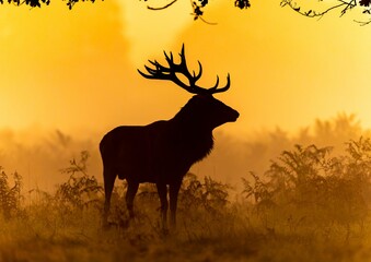 Silhouette of deer standing in field