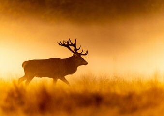 Silhouette of deer standing in field