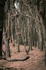 Beautiful view of old trees in a forest with dry grass