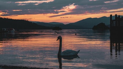 Beautiful white swan on the lake during scenic sunset with rocky mountains in the background